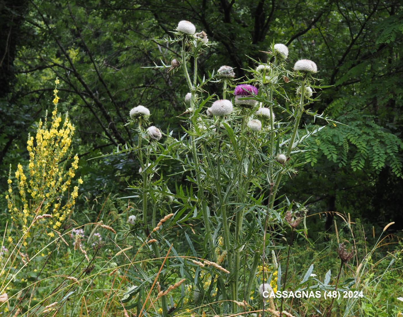 Thistle, Woolly plant